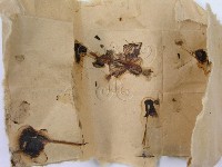 鬼傘屬藏品圖，第4張