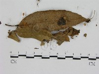 登錄號:F0003263藏品圖，第1張