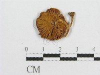 登錄號:F0003267藏品圖，第3張