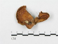 登錄號:F0003269藏品圖，第1張