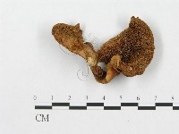 登錄號:F0003269藏品圖，第3張