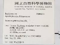 偏腫栓菌藏品圖，第2張