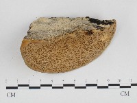 偏腫栓菌藏品圖，第3張