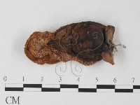 登錄號:F0003273藏品圖，第1張