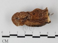 登錄號:F0003273藏品圖，第3張