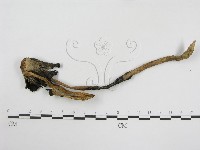 登錄號:F0003274藏品圖，第1張