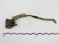登錄號:F0003274藏品圖，第4張