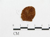 登錄號:F0003275藏品圖，第1張