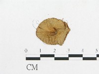 登錄號:F0003275藏品圖，第3張