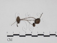 登錄號:F0003279藏品圖，第1張