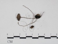 登錄號:F0003279藏品圖，第3張