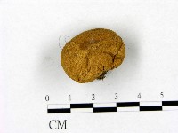 登錄號:F0003281藏品圖，第1張