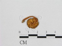 小皮傘屬藏品圖，第3張