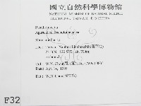 微皮傘屬藏品圖，第2張