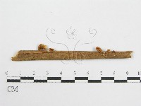 微皮傘屬藏品圖，第1張