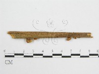 微皮傘屬藏品圖，第3張