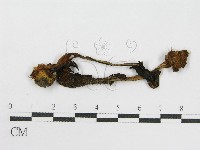 登錄號:F0003284藏品圖，第1張