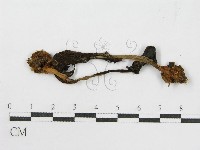 登錄號:F0003284藏品圖，第3張