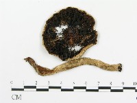 傘菌屬藏品圖，第3張