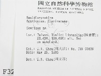 鬼傘屬藏品圖，第2張