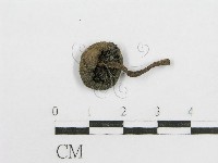 鬼傘屬藏品圖，第1張