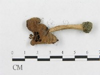 登錄號:F0003287藏品圖，第3張