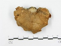 側耳屬藏品圖，第3張