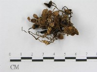 登錄號:F0003290藏品圖，第1張