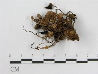 登錄號:F0003290藏品圖，第3張