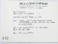輻毛鬼傘藏品圖，第2張