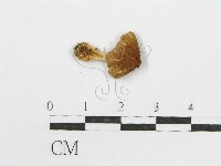 輻毛鬼傘藏品圖，第1張