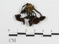 登錄號:F0003292藏品圖，第3張