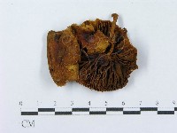 登錄號:F0003293藏品圖，第1張