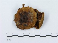 登錄號:F0003293藏品圖，第3張