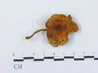 登錄號:F0003294藏品圖，第1張