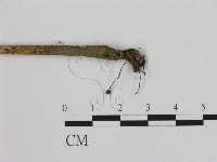 小皮傘屬藏品圖，第1張