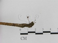 小皮傘屬藏品圖，第3張