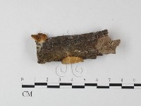 登錄號:F0003299藏品圖，第1張