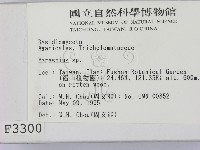 小皮傘屬藏品圖，第2張