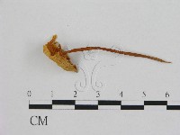 小皮傘屬藏品圖，第1張