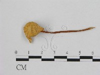 小皮傘屬藏品圖，第3張