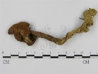 登錄號:F0003301藏品圖，第1張