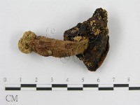 登錄號:F0003302藏品圖，第3張