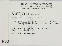 小菇屬藏品圖，第2張