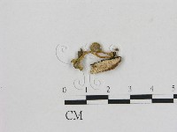 小菇屬藏品圖，第1張