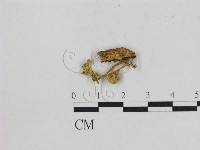 小菇屬藏品圖，第3張