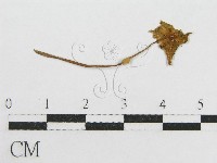 登錄號:F0003305藏品圖，第1張