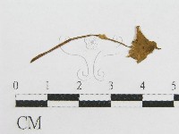 登錄號:F0003305藏品圖，第3張