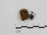 登錄號:F0003306藏品圖，第1張