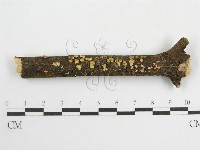 登錄號:F0003307藏品圖，第1張
